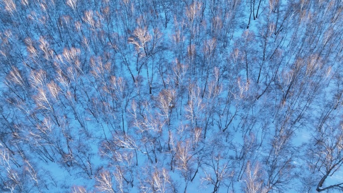 夕阳照耀的雪原白桦林