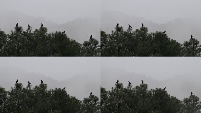 薄雾中的几只乌鸦