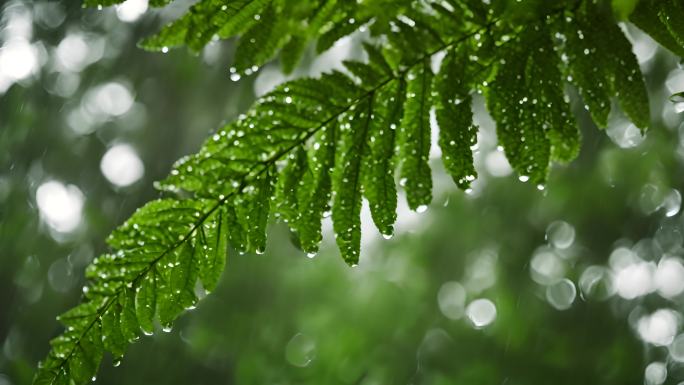 森林雨滴树叶水珠滑落小雨亲近大自然