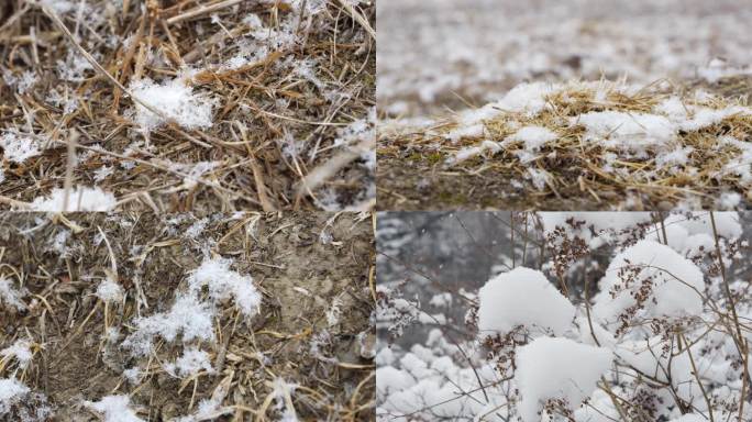 草丛落雪