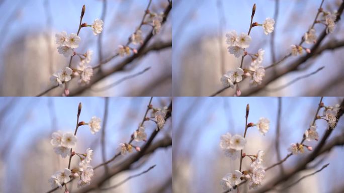 杏花 春天 唯美 白色花