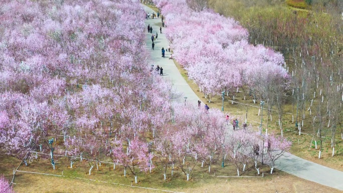 春天三月踏青出游赏花桃花