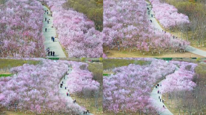 春天三月踏青出游赏花桃花