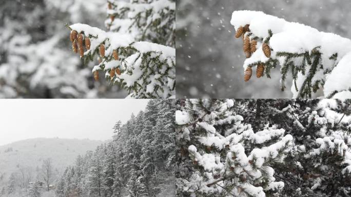 松树 下雪