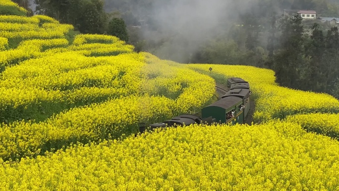 小火车穿越油菜花海2