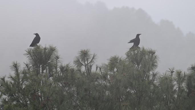 雾中松树上站着两只乌鸦