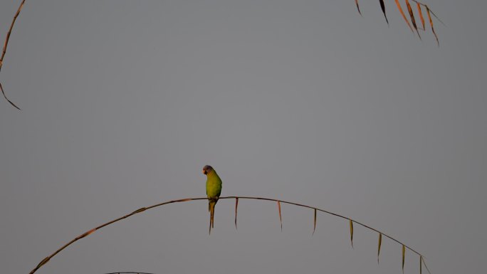 花头鹦鹉在竹枝上摩挲