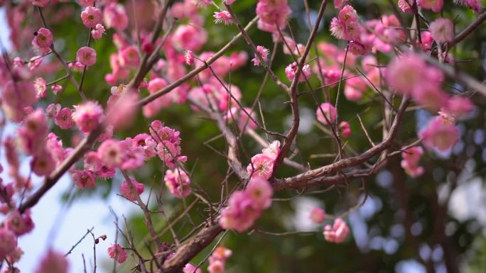 桃花 花 春雨嫩芽 桃枝 嫩芽 海棠