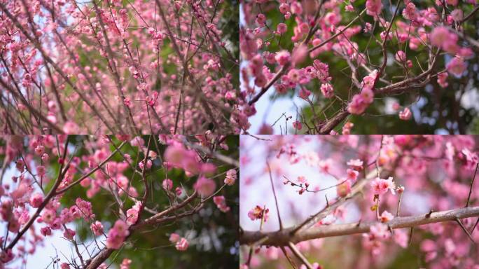 桃花 花 春雨嫩芽 桃枝 嫩芽 海棠