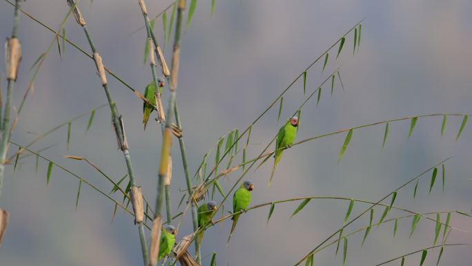 几只野生花头鹦鹉栖息在竹林中