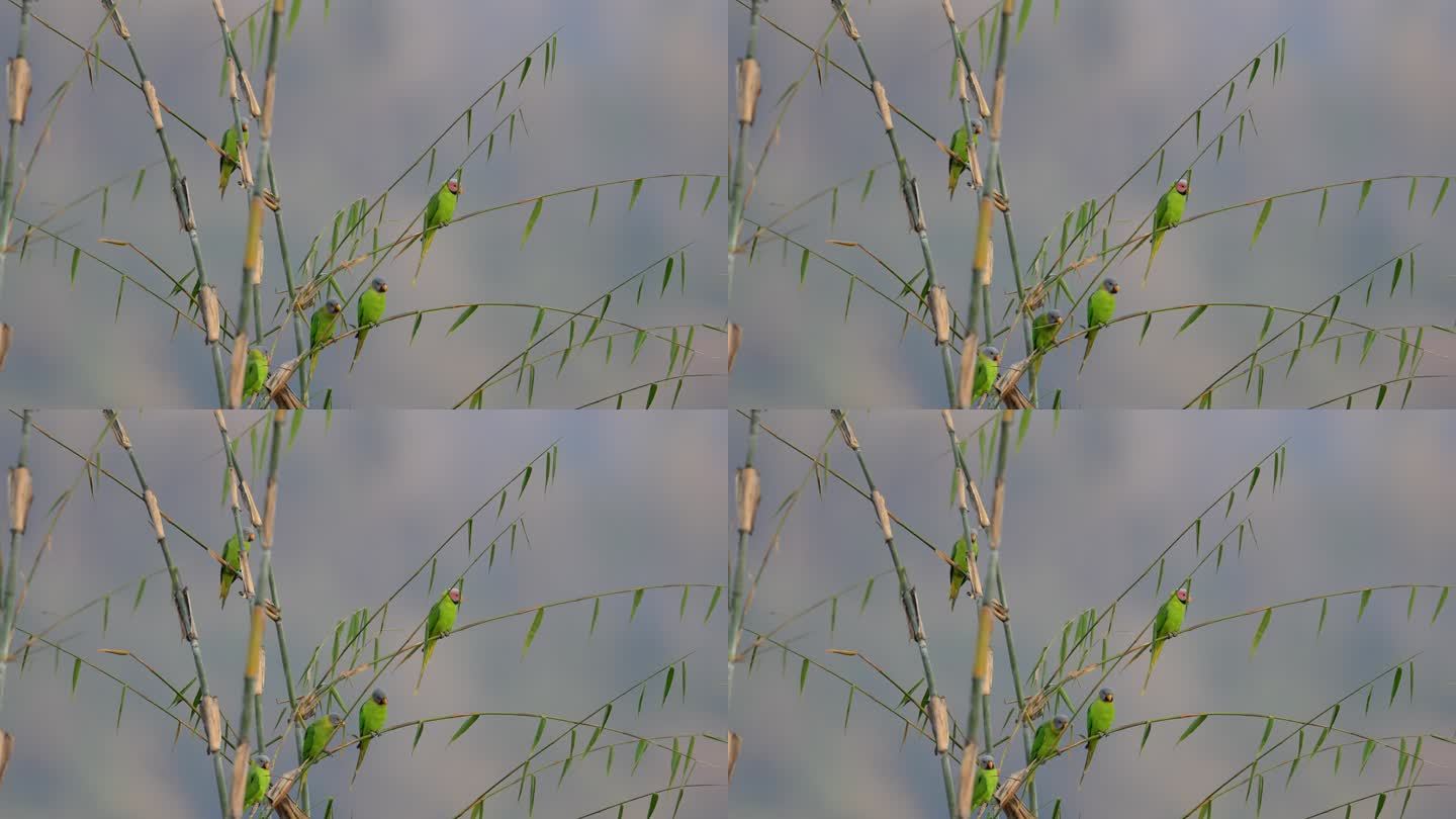 几只野生花头鹦鹉栖息在竹林中
