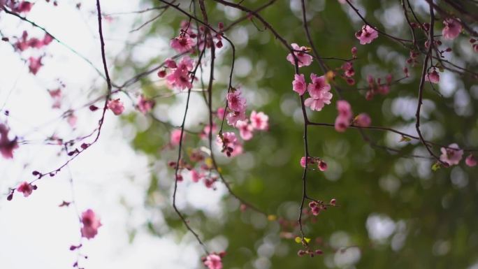 桃花 花 春雨嫩芽 桃枝 嫩芽 海棠