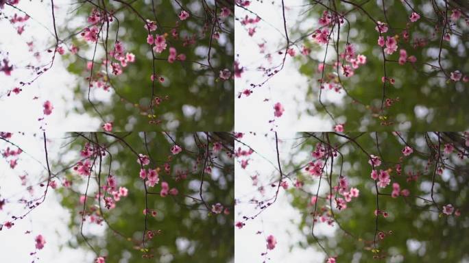 桃花 花 春雨嫩芽 桃枝 嫩芽 海棠