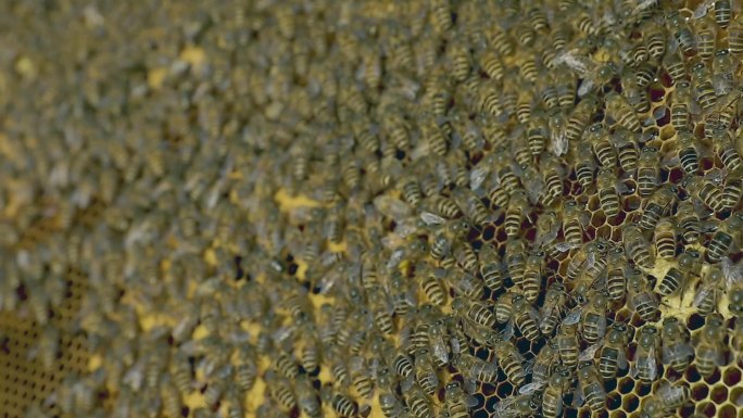 养蜂蜜蜂