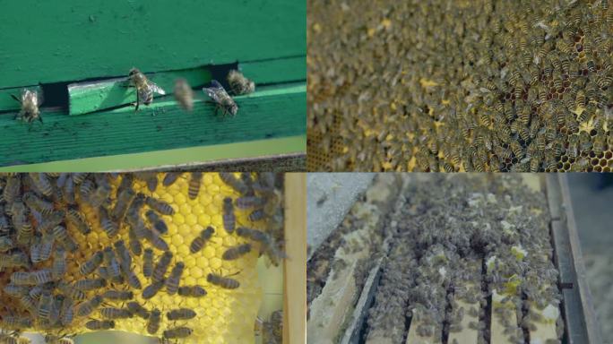 养蜂蜜蜂