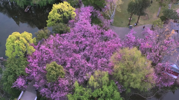 盛开的海棠花航拍