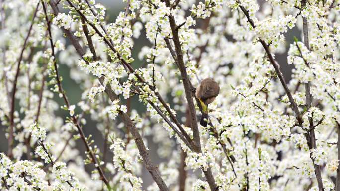 黄臀鹎李子树上吸花蜜