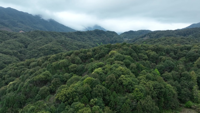 雨后森林航拍原始森林山峰云雾缭绕