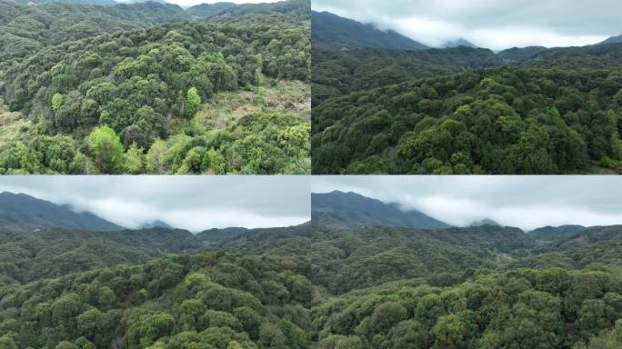雨后森林航拍原始森林山峰云雾缭绕