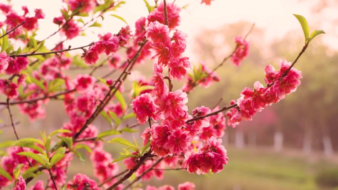 桃花林素材