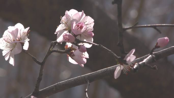 初春花朵桃花鲜花春风春暖花开桃花盛开