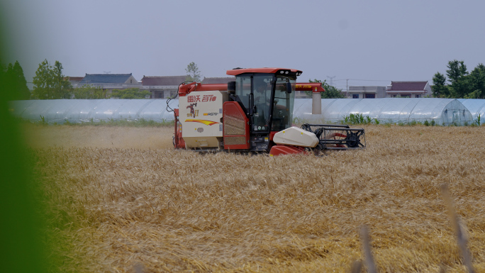 农村小麦收割机收麦烘干入粮库全流程4K