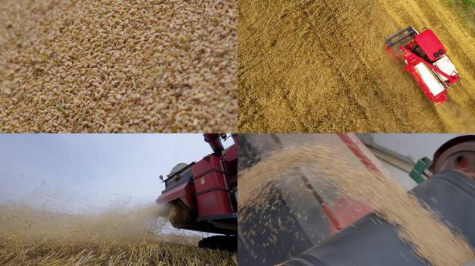农村小麦收割机收麦烘干入粮库全流程4K
