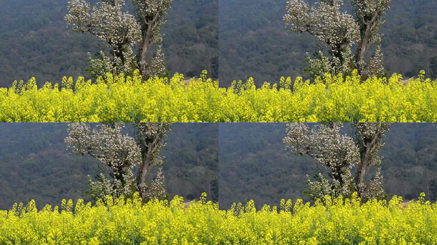 油菜花田里的一株梨树开满花