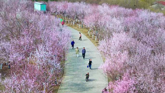 春天三月踏青出游赏花桃花