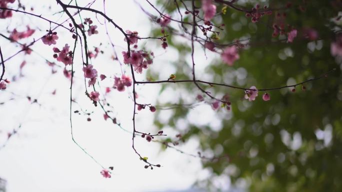 桃花 花 春雨嫩芽 桃枝 嫩芽 海棠