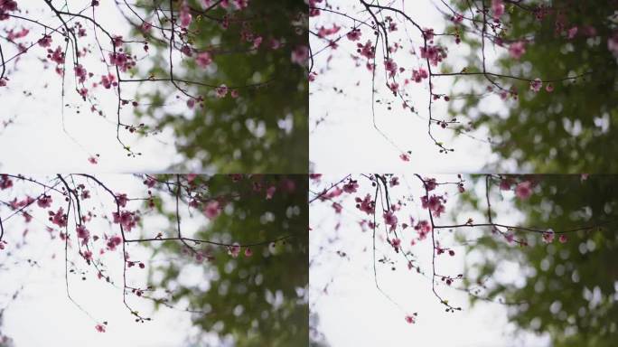 桃花 花 春雨嫩芽 桃枝 嫩芽 海棠