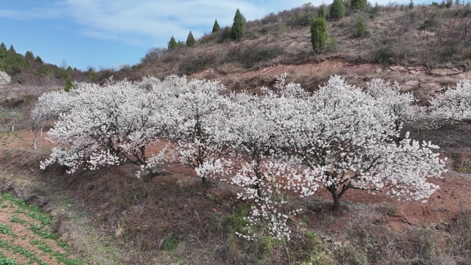 樱桃沟高台00000798