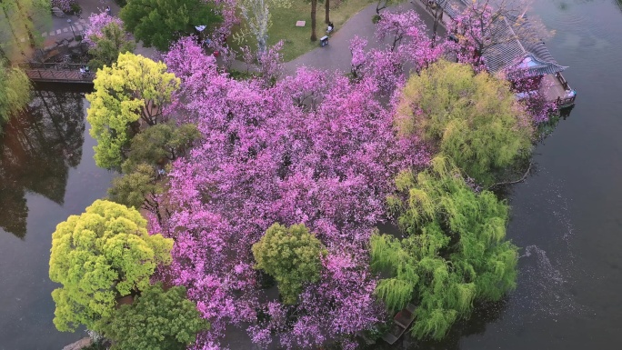 盛开的海棠花航拍