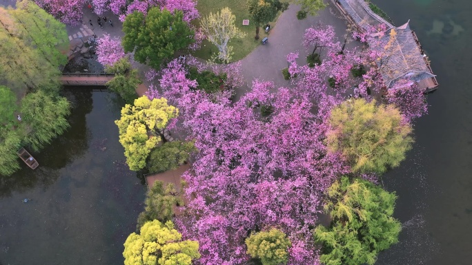 盛开的海棠花航拍