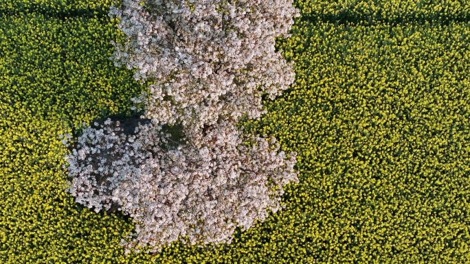 梨花油菜花共沐春风