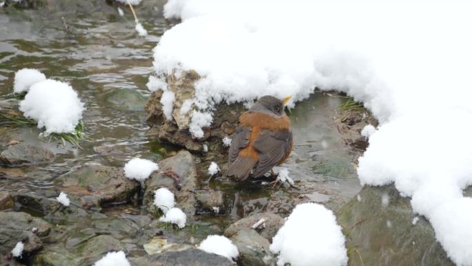 雪中小鸟