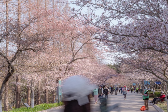 青岛中山公园樱花季人流延时