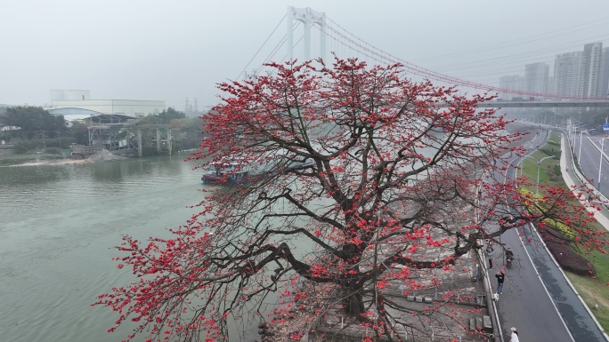 中国广东省佛山市平胜大桥木棉花