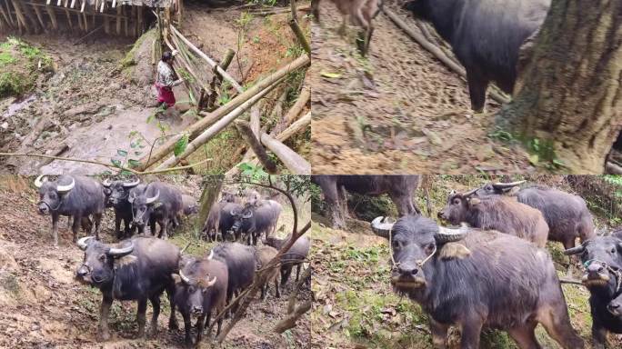 山区水牛养殖基地牛群上山吃草赶水上山放养