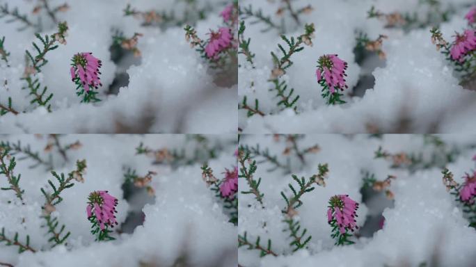粉红色的石南花从一层新雪中隐约可见，景深浅