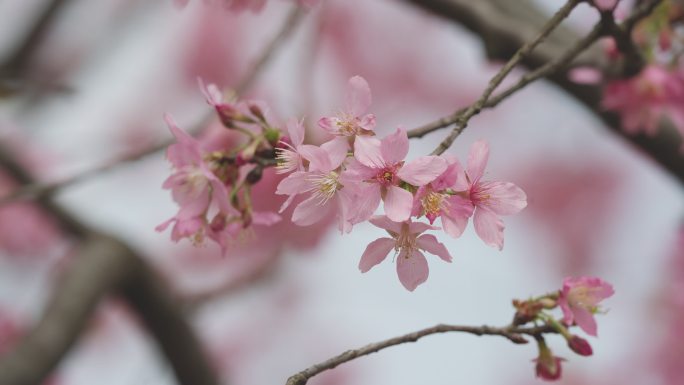 4K高清樱花视频【可商用】