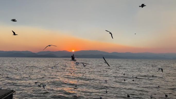 洱海日出黎明海鸥群飞景区自然风光