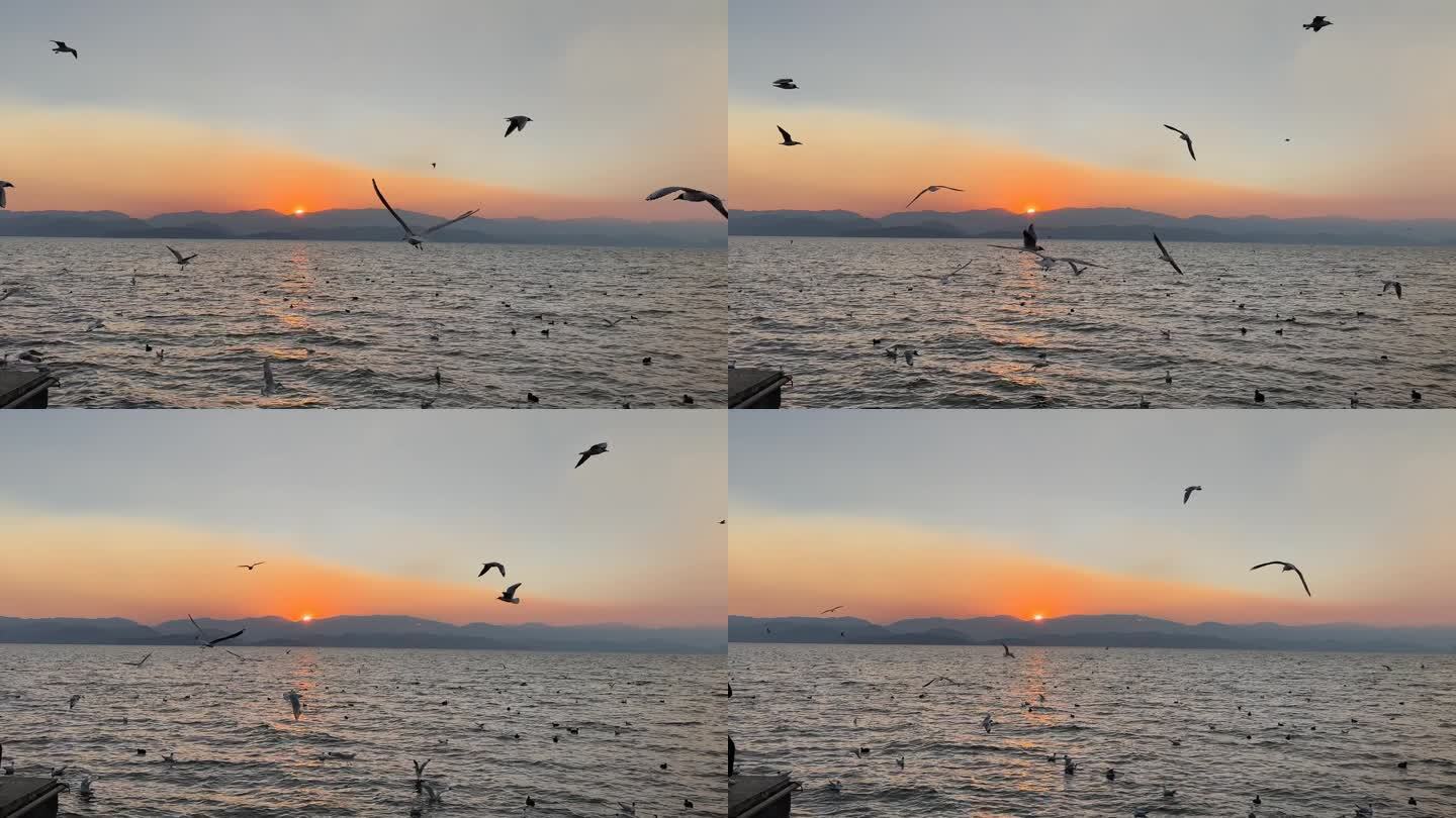 洱海日出黎明海鸥群飞景区自然风光