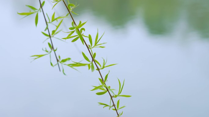 春天柳树发芽春暖花开嫩柳