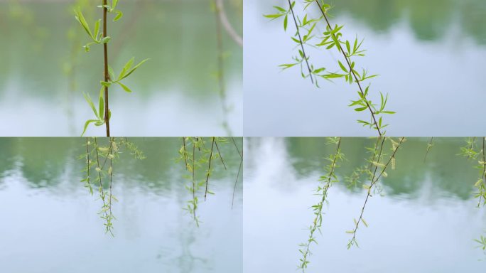 春天柳树发芽春暖花开嫩柳