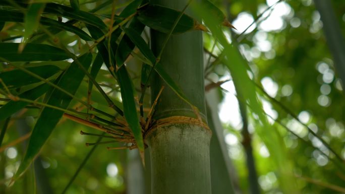 竹林，微风吹过竹叶飘动