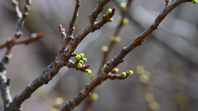 春天含苞待放的绿色山杏花苞植物特写