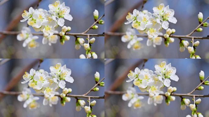 春天蓝天下盛开的白色山杏花朵特写