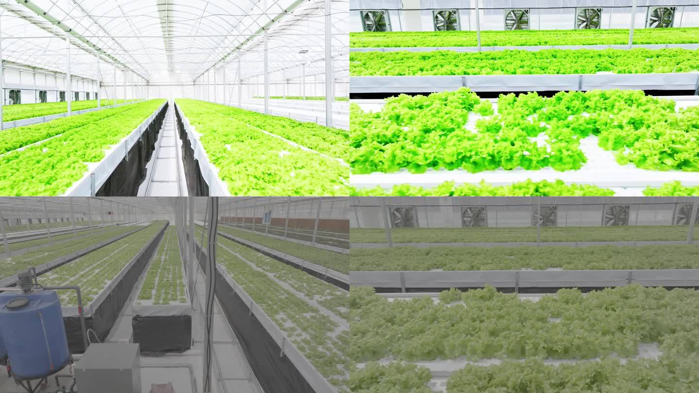 4K温室生菜 智慧农业机 农业 有机蔬菜