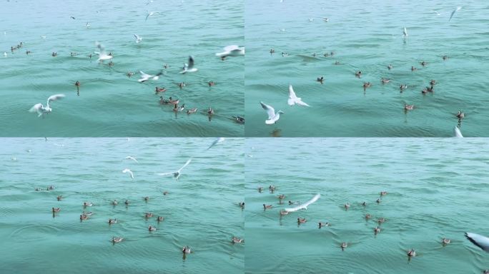 海面上成群白海鸥 成群野鸭 2381